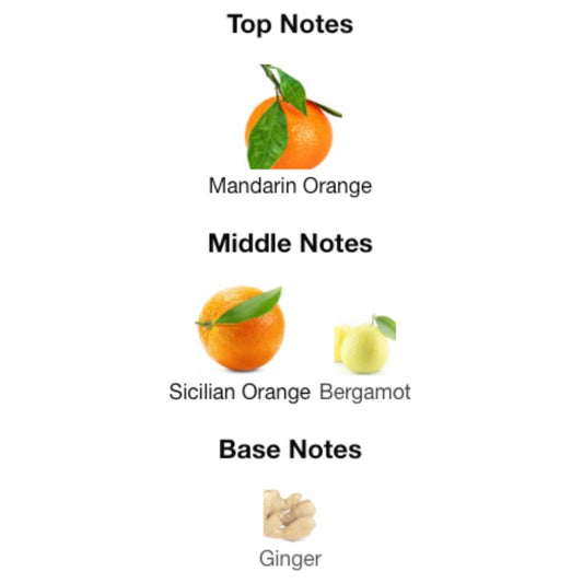 Paris Corner NORTH STAG EXPRESSIONS IV QUATRE