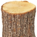 Oak Tree