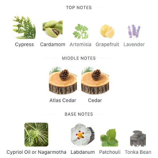 Chopard CEDAR MALAKI