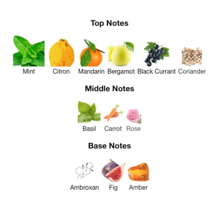 Rayhaan PACIFIC AURA Partial