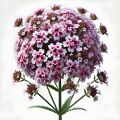 Vervain